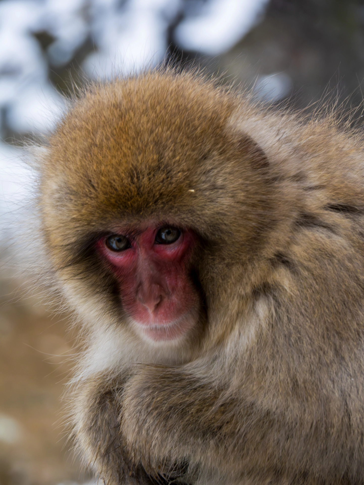 見つめている猿